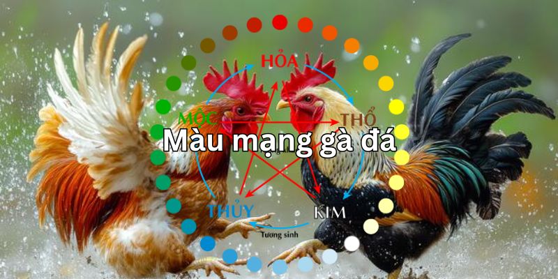 Màu mạng gà đá